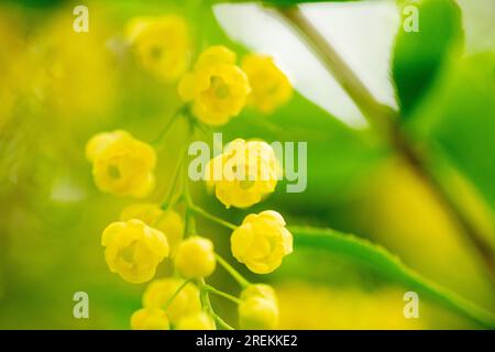 Berberis vulgaris, semplicemente fiori gialli di mirtillo. Le gemme si accumulano sulla fioritura del Barberry comune o europeo in primavera Foto Stock