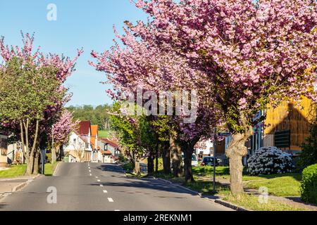 Siptenfelde locale attraverso la strada B242 Harz Foto Stock