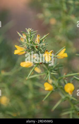 Scopa tedesca Foto Stock