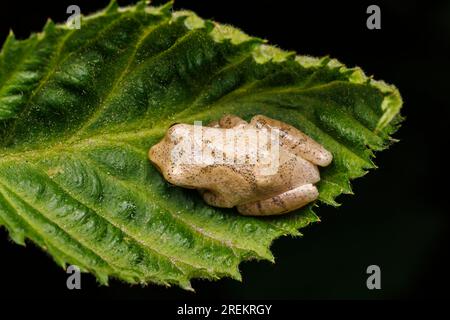 Peperone a molla (Pseudacris crucifer) su una foglia. Foto Stock