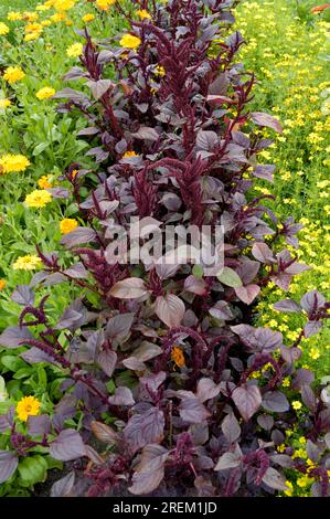 Amaranth 'Hopi Red dye' (Amaranthus tricolor), cappotto di Joseph Foto Stock