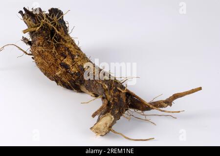 Grande burdock (Arctium lappa), radice, radice di burdock Foto Stock