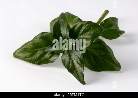 Pianta di funghi (Rungia klossii), Moku, Tani, Kenkana Foto Stock