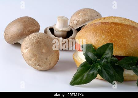 Panino con erbe di funghi (Rungia klossii), Moku, Tani, Kenkana, panini Foto Stock