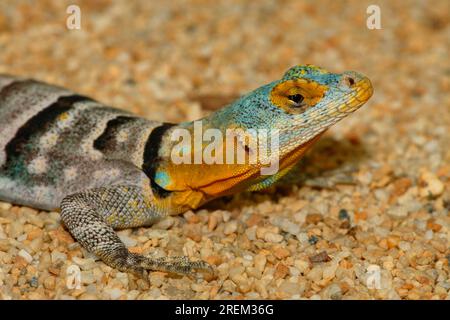Baja Blue Rock Lizard (Petrosaurus thalassinus) Foto Stock