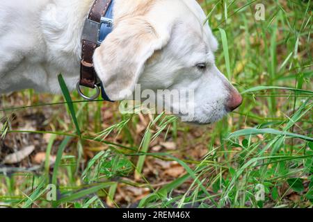 Primo piano del capo del cane Labrador retriever attivo e allegro all'aperto sull'erba nelle soleggiate giornate estive. Ritratto della testa. Copia spazio. Foto Stock