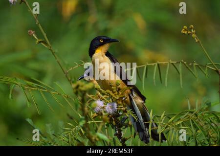 Donacobius con tappo nero nella foresta pluviale amazzonica Foto Stock