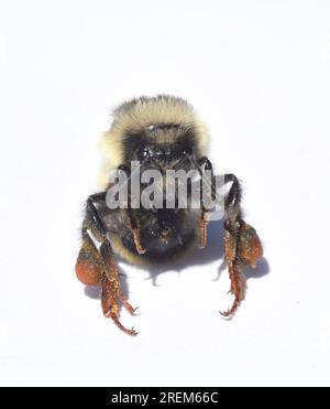 Bumble Bee a due forme (Bombus bifarius) lavoratrice femmina, ritratto facciale Foto Stock