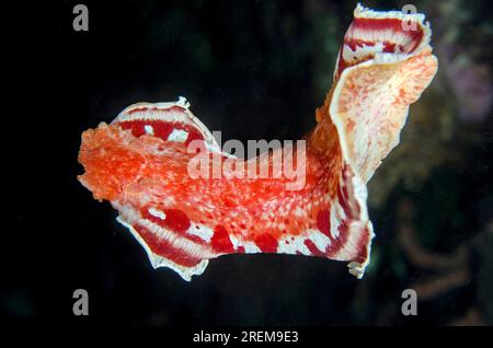 Ballerino spagnolo, Hexabranchus sanguineus, nuoto libero, immersioni notturne, sito di immersione Baung Penyu (muro di corallo), vicino alla Laguna Blu, Padangbai, vicino a Candidasa, B. Foto Stock