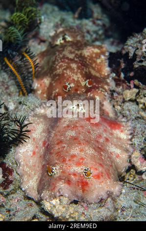 Coppia di bellissimi Platydoris Nudibranches, Platydoris formosa, immersioni notturne, sito di immersione Baung Penyu (muro di corallo), vicino alla Laguna Blu, Padangbai, vicino a Candi Foto Stock