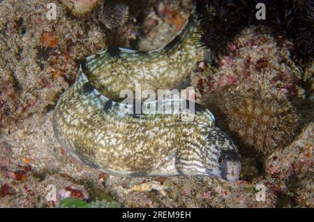 Barred Moray, Echidna polyzona, immersioni notturne, Baung Penyu (muro di corallo), vicino alla Laguna Blu, Padangbai, vicino a Candidasa, Bali, Indonesia Foto Stock