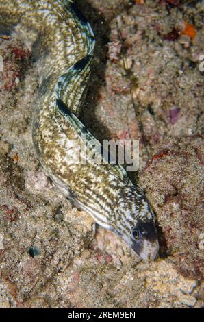 Barred Moray, Echidna polyzona, immersioni notturne, Baung Penyu (muro di corallo), vicino alla Laguna Blu, Padangbai, vicino a Candidasa, Bali, Indonesia Foto Stock