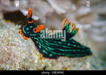 Dusky Nembrotha Nudibranch, Nembrotha kubaryana, Baung Penyu (muro di corallo), vicino alla Laguna Blu, Padangbai, vicino a Candidasa, Bali, Indonesia Foto Stock