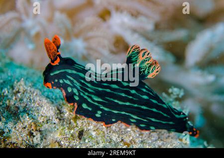 Dusky Nembrotha Nudibranch, Nembrotha kubaryana, Baung Penyu (muro di corallo), vicino alla Laguna Blu, Padangbai, vicino a Candidasa, Bali, Indonesia Foto Stock