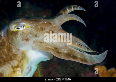 Broadclub Cuttlefish, Sepia latimanus, che innalza tentacoli in posizione difensiva, Baung Penyu (muro di corallo) sito di immersione, vicino alla Laguna Blu, Padangbai, vicino Foto Stock