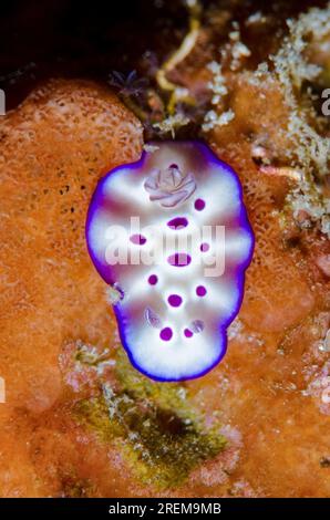 Tryon's Nudibranch, Hypselodoris tryoni, sito di immersione Baung Penyu, vicino alla Laguna Blu, Padangbai, vicino a Candidasa, Bali, Indonesia Foto Stock