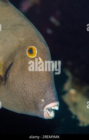 Scopa Filefish, Amanses Scoas, sito di immersione Baung Penyu (muro di corallo), vicino alla Laguna Blu, Padangbai, vicino a Candidasa, Bali, Indonesia Foto Stock