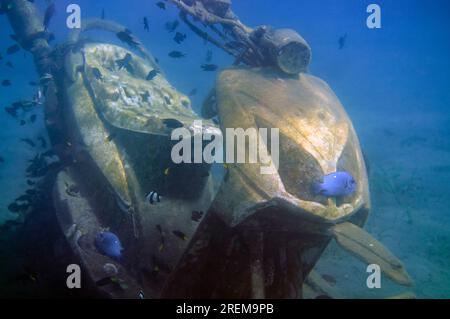 Dascyllus, Dascyllus trimaculatus, in moto deliberatamente sommerso come attrazione turistica, Jetty Dive Site, Pemuteran, Buleleng Regen Foto Stock