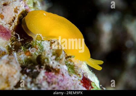 Gumdrop Seaslug, Berthellina sp, sito di immersione nel Tempio sottomarino, Pemuteran, Buleleng Regency, Bali, Indonesia Foto Stock