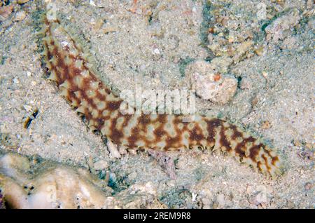 Cetriolo di mare della coda di tigre, Holothuria hilla, sito notturno di immersione nella barriera corallina napoletana, Pemuteran, Buleleng Regency, Bali, Indonesia Foto Stock