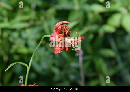 Un primo piano di un giglio tigre completamente aperto al sole. Foto Stock