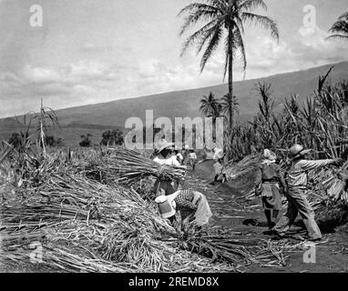 Hawaii: c. 1937 lavoratori nativi che raccolgono canna da zucchero in una delle piantagioni. Foto Stock