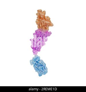 Illustrazione dei domini extracellulari V (arancione), C1 (magenta) e C2 (ciano) del recettore per i prodotti finali della glicazione avanzata (RABBIA). Questa proteina transmembrana appartiene alla superfamiglia delle immunoglobuline ed è in grado di legarsi a molecole multiple. Il legame produce una cascata di segnali che causa l'attivazione del gene pro-infiammatorio. L'espressione della RABBIA è stimolata da stress cellulari, come l'infiammazione, e quindi questo porta a un ciclo di feedback positivo che porta a un'infiammazione cronica. Foto Stock