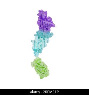 Illustrazione dei domini extracellulari V (viola), C1 (ciano) e C2 (verde) del recettore per i prodotti finali della glicazione avanzata (RABBIA). Questa proteina transmembrana appartiene alla superfamiglia delle immunoglobuline ed è in grado di legarsi a molecole multiple. Il legame produce una cascata di segnali che causa l'attivazione del gene pro-infiammatorio. L'espressione della RABBIA è stimolata da stress cellulari, come l'infiammazione, e quindi questo porta a un ciclo di feedback positivo che porta a un'infiammazione cronica. Foto Stock