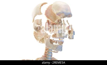 Teschio umano sezionato, illustrazione. Foto Stock