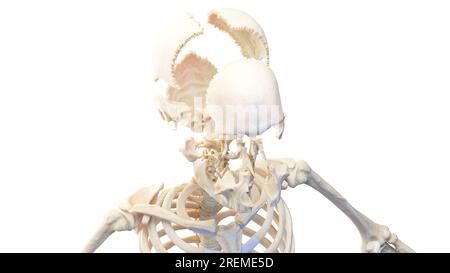 Teschio umano sezionato, illustrazione. Foto Stock