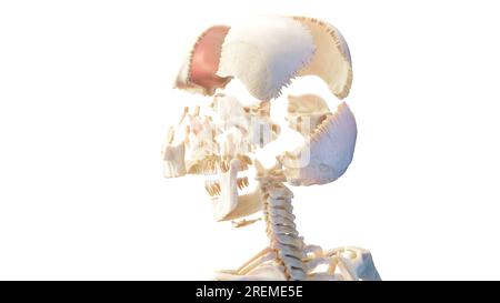 Teschio umano sezionato, illustrazione. Foto Stock