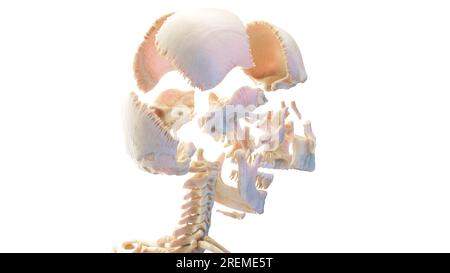 Teschio umano sezionato, illustrazione. Foto Stock