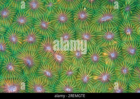 Honeycomb Coral, Diploastrea heliopora, corallites, Mangroves dive site, Menjangan Island, Buleleng Regency, Bali, Indonesia Foto Stock