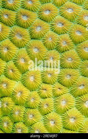 Honeycomb Coral, Diploastrea heliopora, coralliti, sito di immersione nel Tempio sottomarino, Pemuteran, Buleleng Regency, Bali, Indonesia Foto Stock