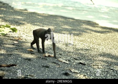 Un macaco crestato Celebes (Macaca nigra) si sposta sulla spiaggia sabbiosa mentre si sta nutrendo nella riserva naturale di Tangkoko, Sulawesi settentrionale, Indonesia. Foto Stock