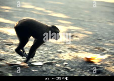 Un macaco crestato Celebes (Macaca nigra) si sposta sulla spiaggia sabbiosa mentre si sta nutrendo nella riserva naturale di Tangkoko, Sulawesi settentrionale, Indonesia. Foto Stock