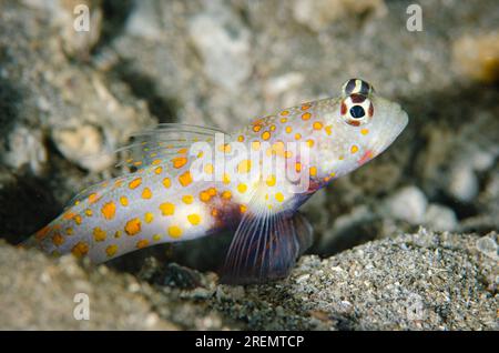 Spotted Shrimpgoby, Amblyeleotris guttata, ingresso al foro di guardia, sito di immersione K41, Dili, Timor Est Foto Stock