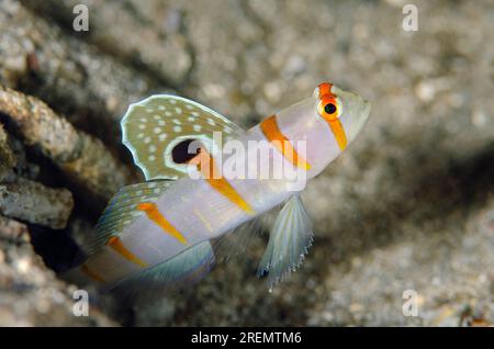 Randall's Shrimpgoby, Amblyeleotris randalli, con pinna estesa all'ingresso del foro, sito di immersione K41, Dili, Timor Est Foto Stock