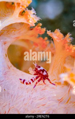 Granchio di porcellana, Lissoporcellana sp, On Carnation Coral (Dendronephthya sp), sito di immersione Tasi Tolu, Dili, Timor Est Foto Stock