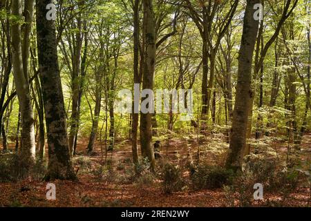 Paesaggio della foresta di faggi in autunno sotto la luce del sole Foto Stock