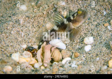 Variable Shrimpgoby, Cryptocentrus fasciatus, osservando lo spezzone dei gamberi, Alpheus sp, scava un buco condiviso sulla sabbia, sito di immersione Dili Rock East, di Foto Stock