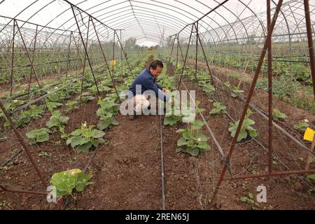 Cina. 29 luglio 2023. Boane, Mozambico. 25 luglio 2023. Il tecnico cinese Dun Xinhong controlla nella serra vegetale presso il China-Mozambico Agricultural Technology Demonstration Center nel distretto di Boane nella provincia di Maputo, Mozambico, 25 luglio 2023. Costruito nel 2010, il centro dimostrativo è un importante progetto di cooperazione tra i governi cinese e mozambicano. Oltre a fare esperimenti agricoli, il centro è anche coinvolto nella formazione degli agricoltori locali. Crediti: Dong Jianghui/Xinhua/Alamy Live News Credit: Xinhua/Alamy Live News Foto Stock