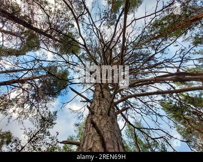 Baldacchino sotto un possente pino. Foto Stock