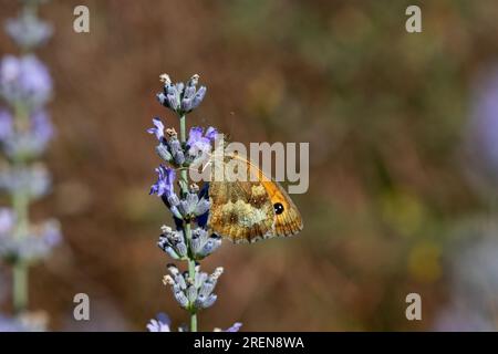 Una farfalla del Gatekeeper (Pyronia tithonus) riposa sui fiori di lavanda (Lavandula). Foto Stock