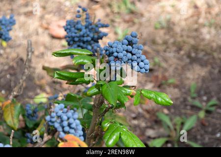 Primo piano di un arbusto di uva dell'Oregon (Mahonia aquifolium) con bacche rosse mature utilizzate nella medicina tradizionale e per scopi culinari. Horizonta Foto Stock