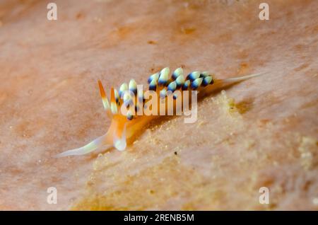 Indian Caloria Nudibranch, Caloria indica, sito di immersione Cristo Rei, Dili, Timor Est Foto Stock