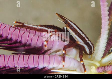 Elegante aragosta Crinoid Squat, Allogalathea elegans, su Crinoid, ordine Comatulida, immersione notturna, Sito di immersione di Tasi Tolu, Dili, Timor Est Foto Stock