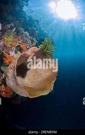 Sponge, Porifera Phylum, con il sole sullo sfondo, il sito di immersione della baia, l'isola di Atauro, Timor Est Foto Stock