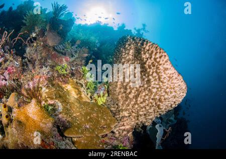 Sponge, Porifera Phylum, con il sole sullo sfondo, il sito di immersione della baia, l'isola di Atauro, Timor Est Foto Stock