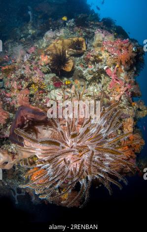 Crinoid, Crinoidea Class, The Cove, Atauro Island, vicino a Dili, Timor Est Foto Stock